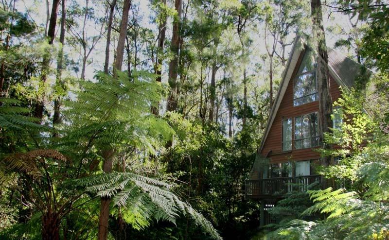 Springbrook Mountain Chalets Εξωτερικό φωτογραφία